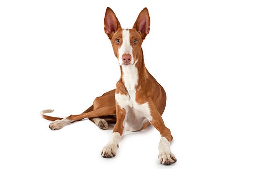 Ibizan Hound