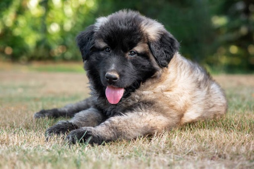 Estrela Mountain Dog