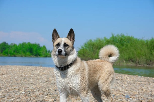 Canadian Eskimo Dog