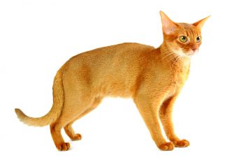 Abyssinian