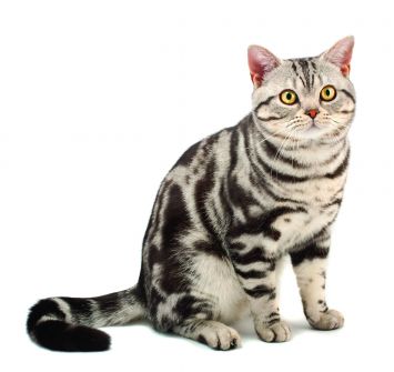 American Shorthair