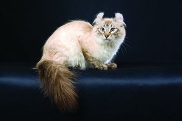 American Curl