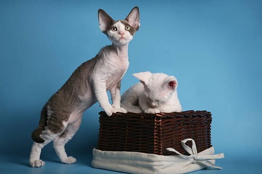 Cornish Rex