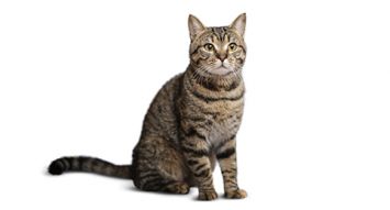 domestic shorthair cat