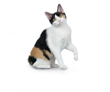 Japanese Bobtail