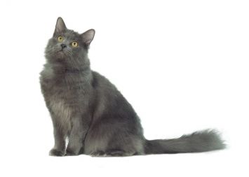 Nebelung