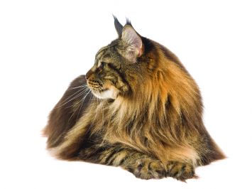 Maine Coon