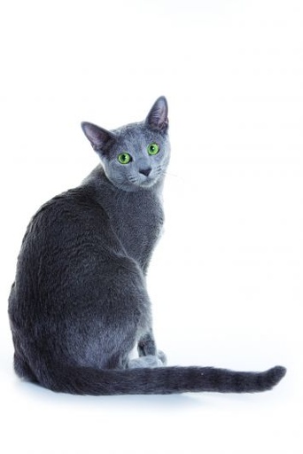 Russian Blue