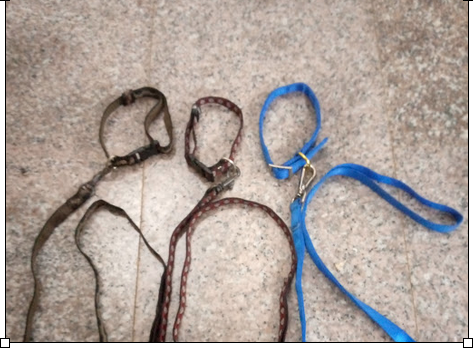 puppy leash and collar